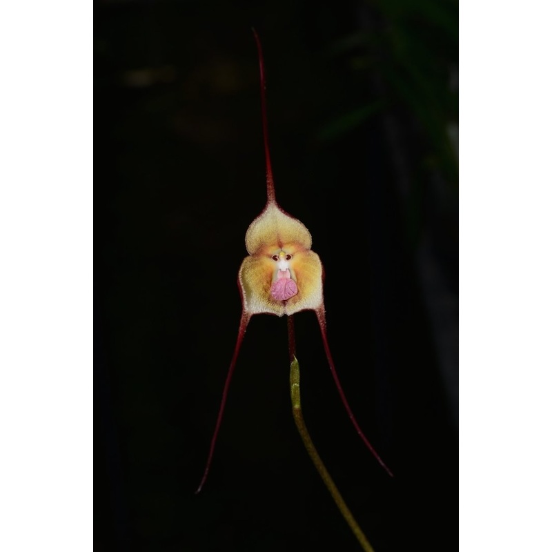 Dracula nycterina