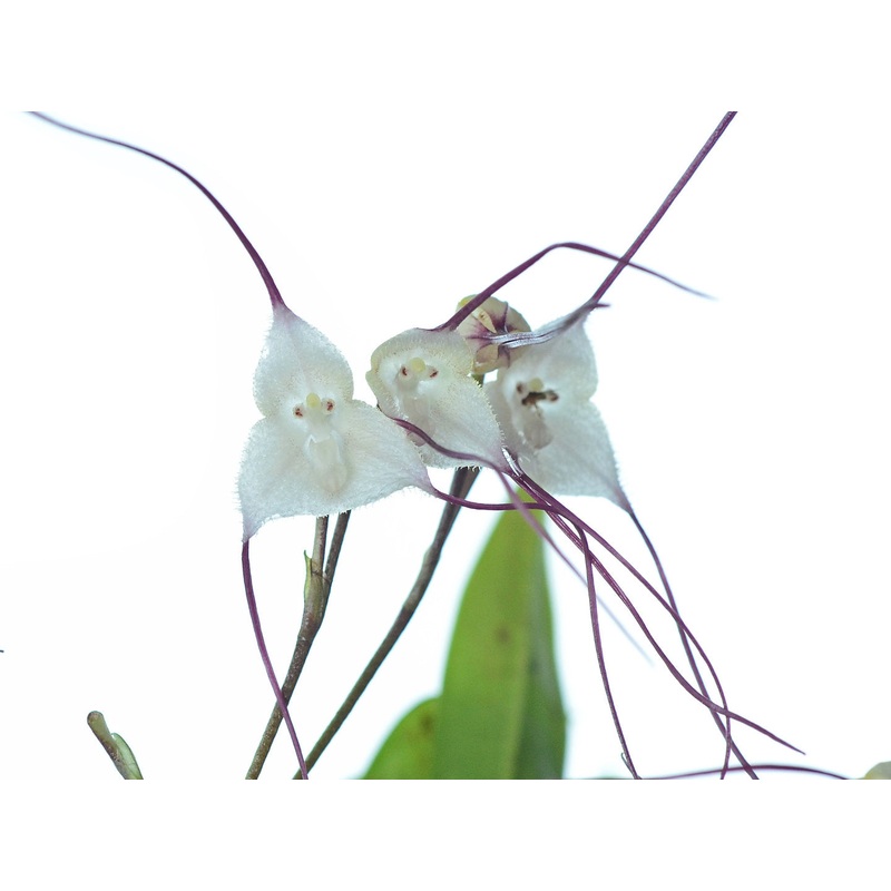Dracula olmosii
