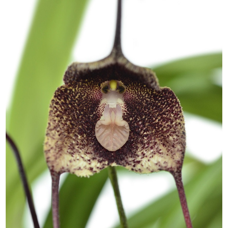 Dracula orientalis
