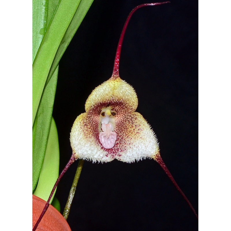 Dracula saulii ‘Ivan’