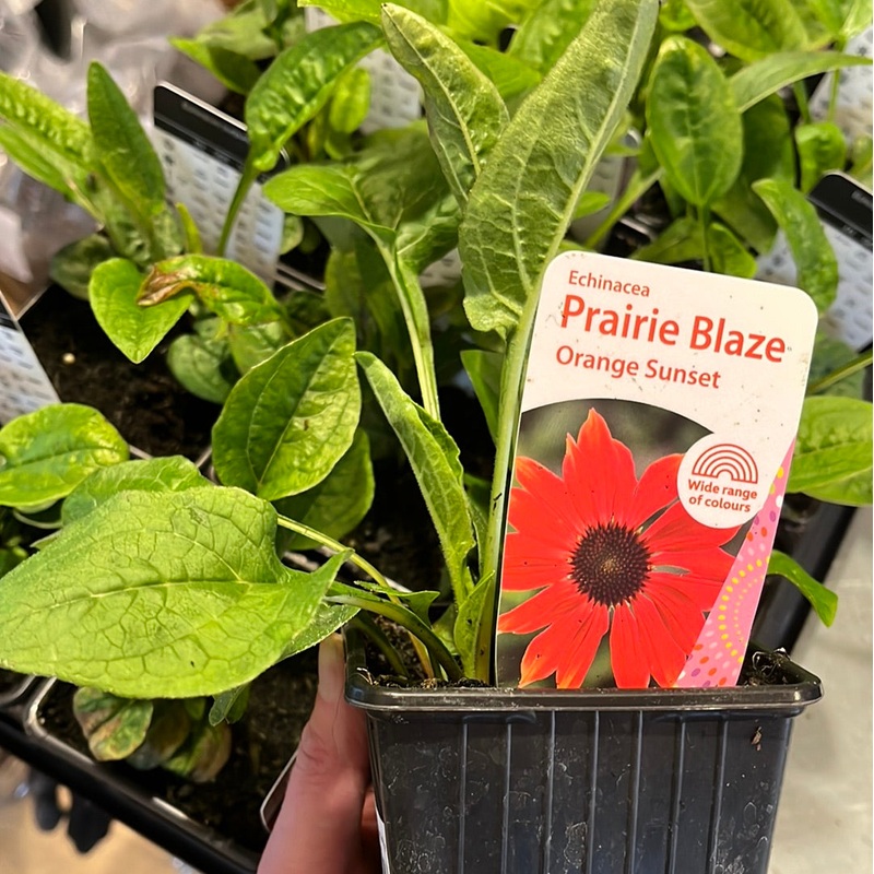 Echinacea Orange Sunset