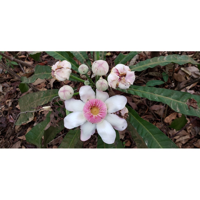 Gustavia angustifolia