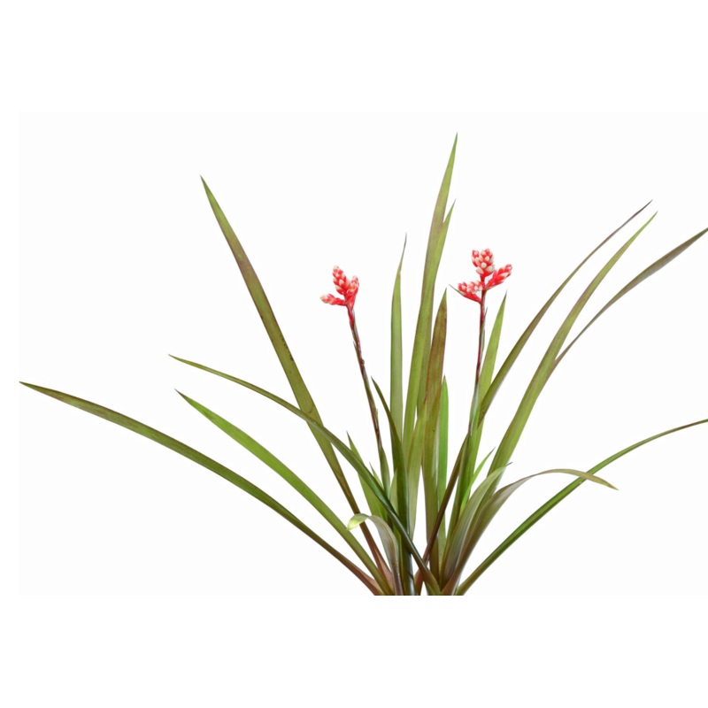 Guzmania condorensis