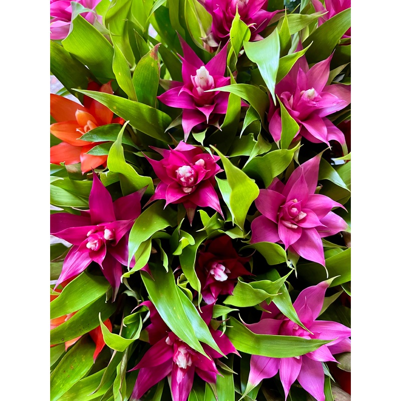 Guzmania mini mix|5cm