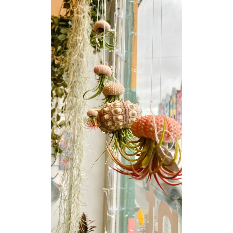 Jellyfish Airplants (Tillandsia on Sea Urchin Shells)