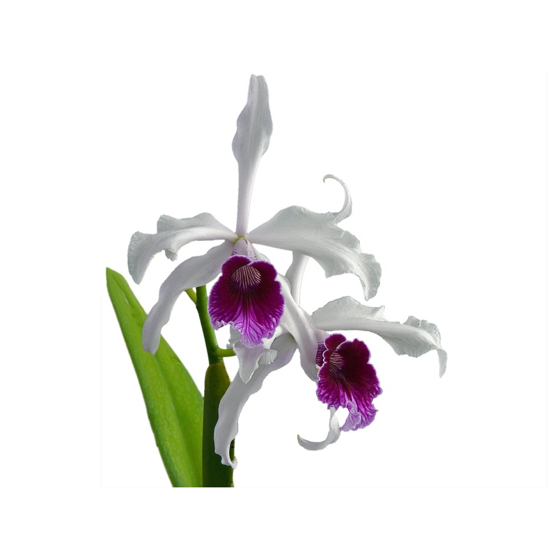Laelia purpurata rubra 001539 x self