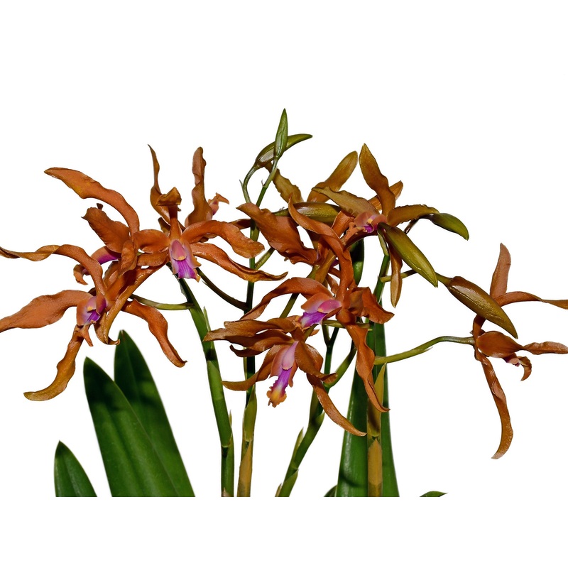 Laeliocattleya Ross Otto