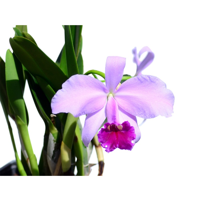 Laeliocattleya Susana x Speciosisima