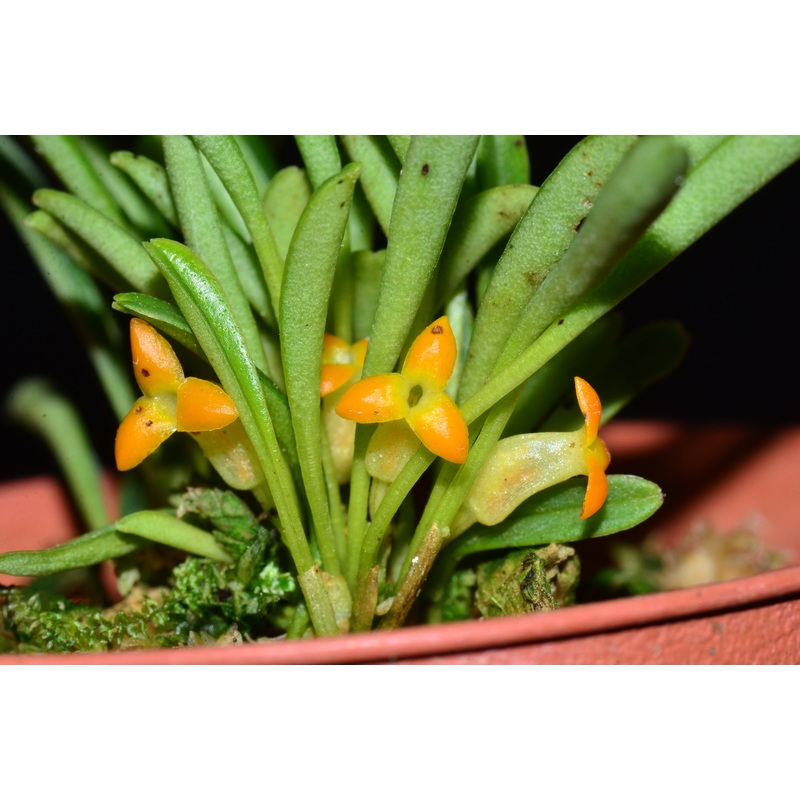 Masdevallia bangii caudas orange