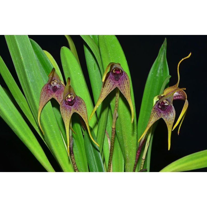 Masdevallia bonplandii