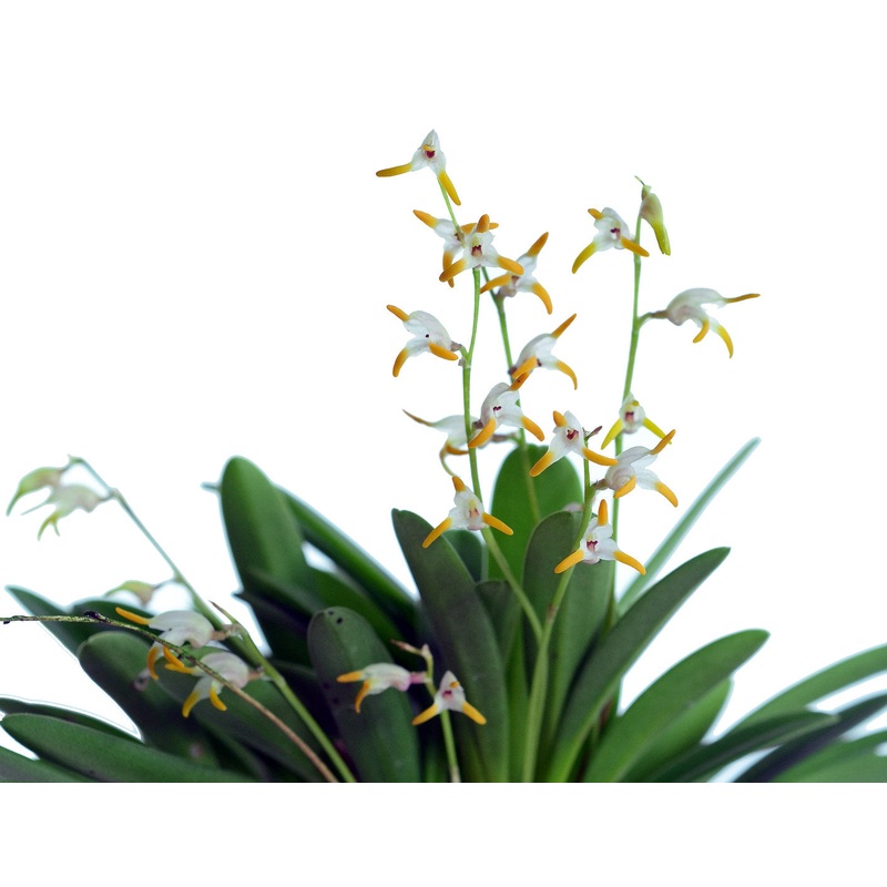 Masdevallia bulbophyllopsis alba