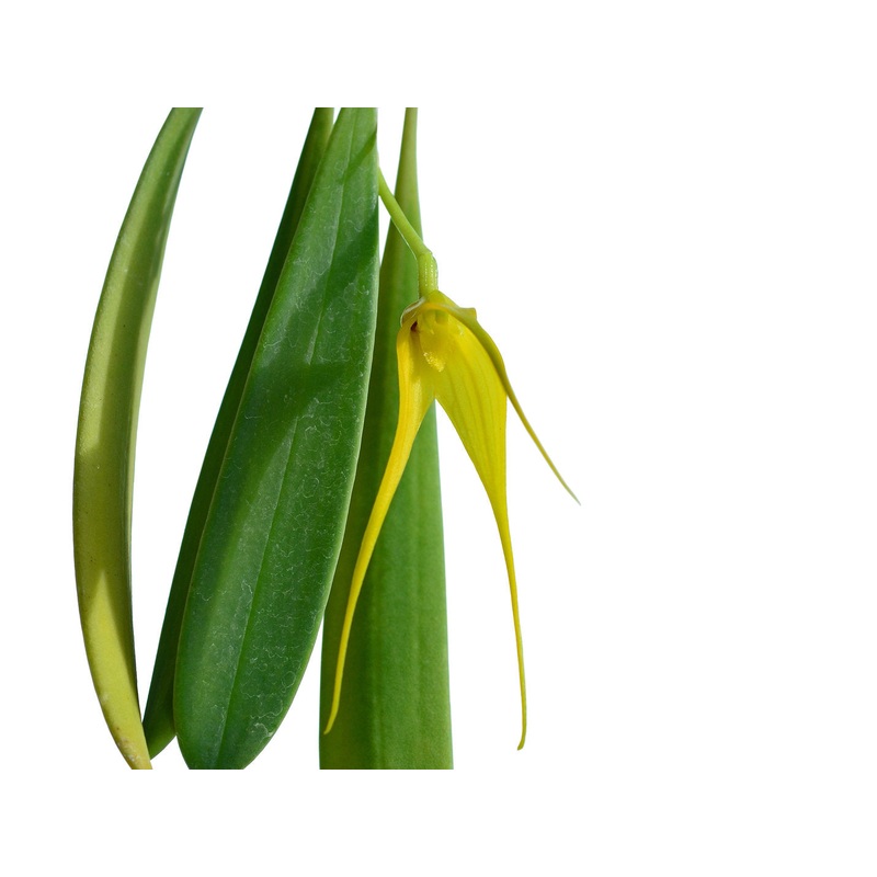 Masdevallia caesia f. xanthina