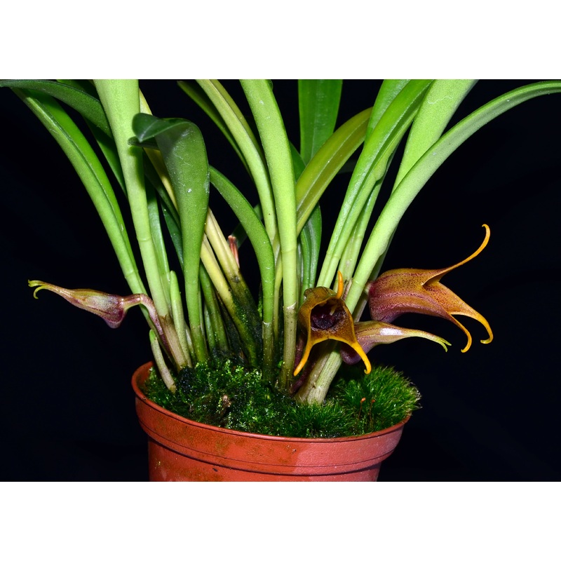Masdevallia civilis