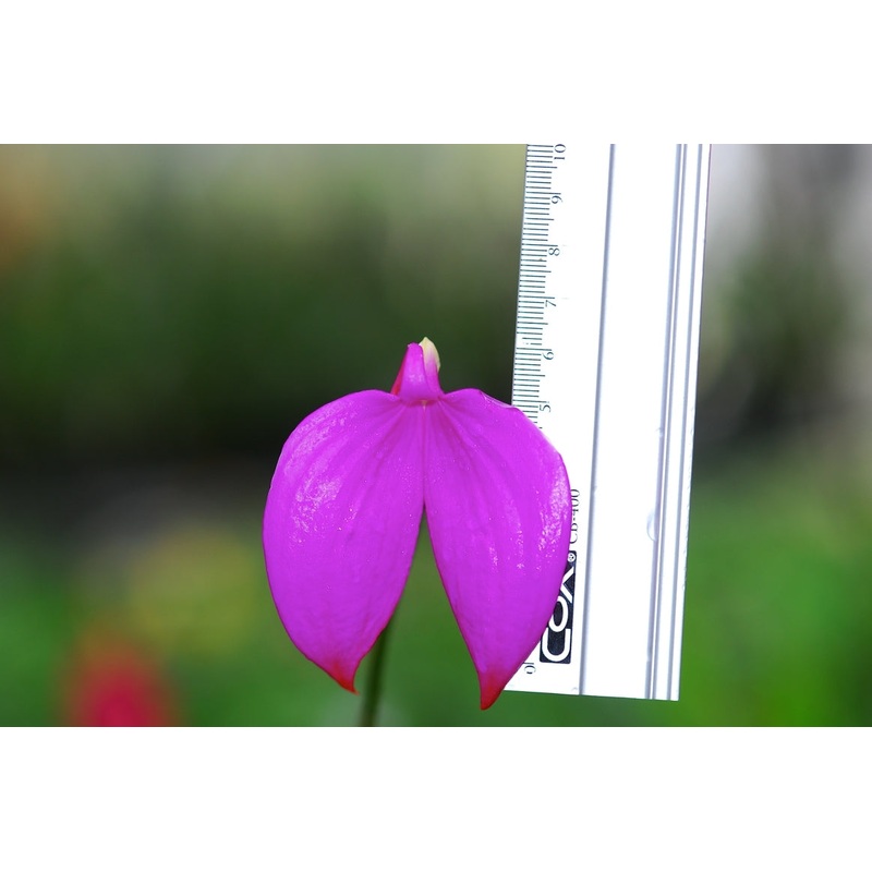 Masdevallia coccinea ‘Gigantea’