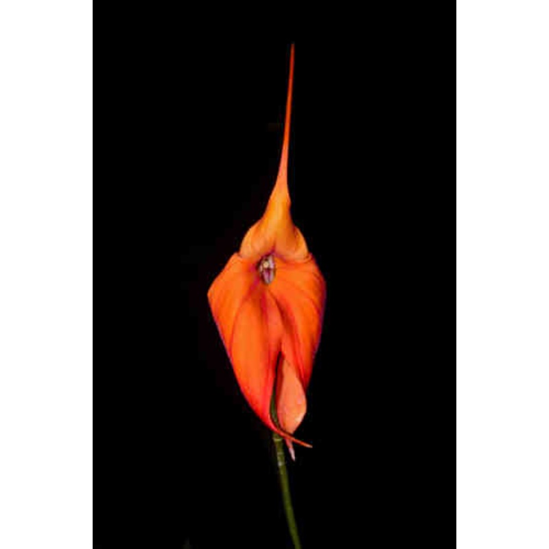 Masdevallia Mundyana