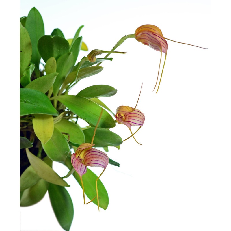 Masdevallia Peppermint Rock