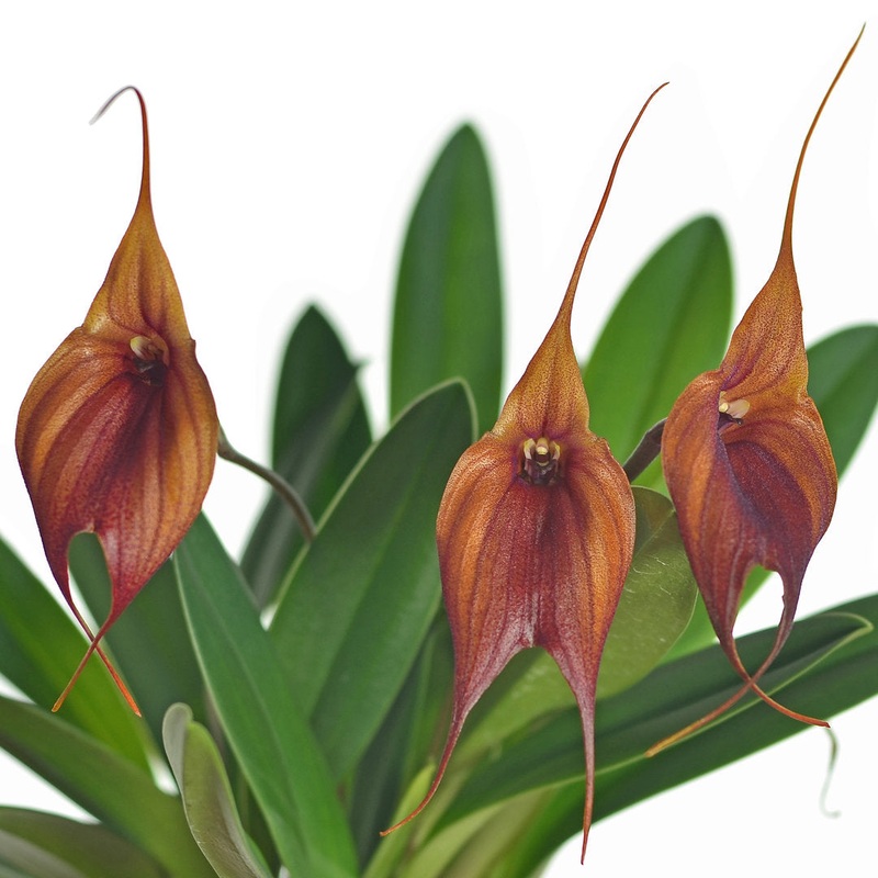Masdevallia Prince Charming