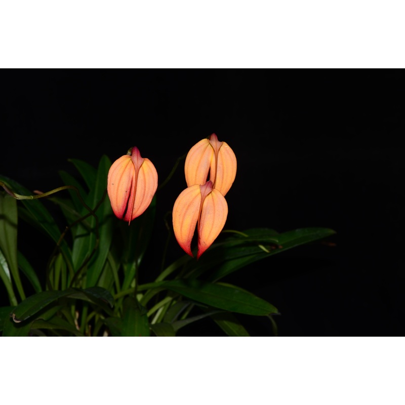 Masdevallia Rubicon