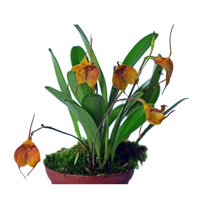 Masdevallia Sugar Baby