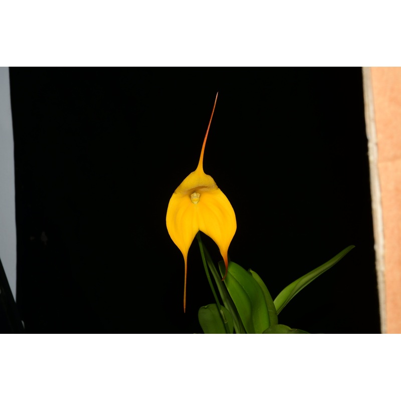 Masdevallia Sunny Angel Lovely Linda x Masd. Macimmes Golden Hgary H12