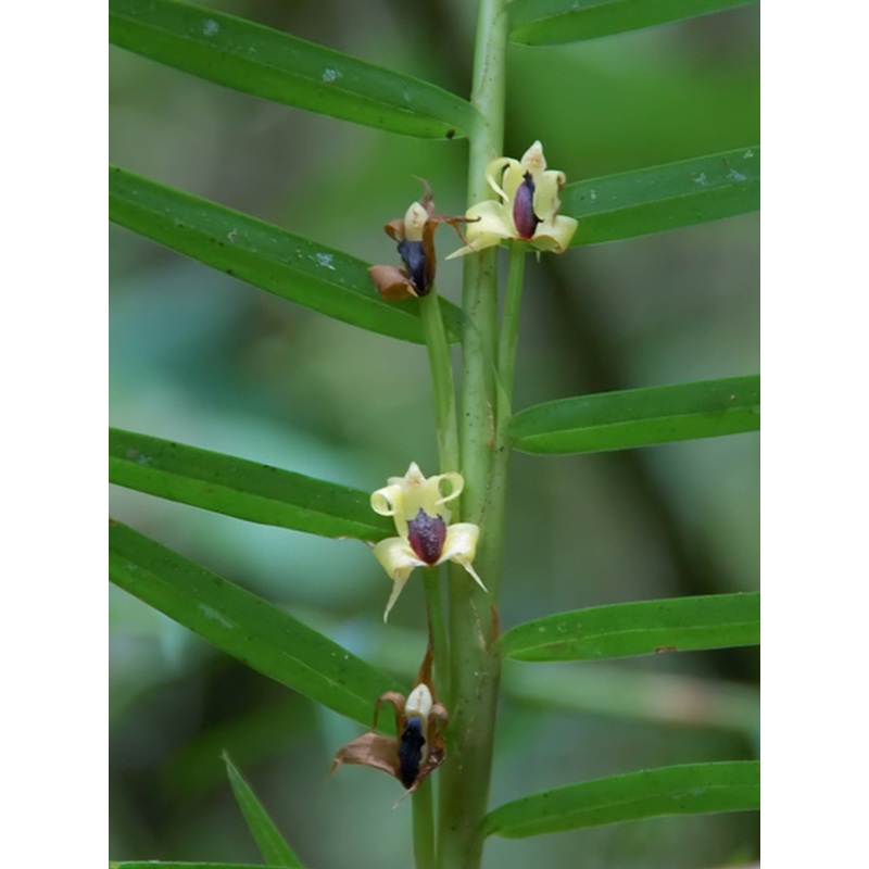 Maxillaria cassapensis