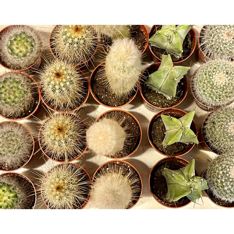 Mini Cactus Lucky Dip|5cm