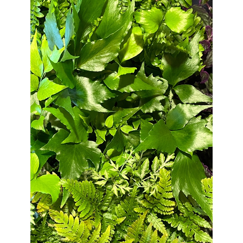 Mini fern mix|W 8.5 cm X H 20cm