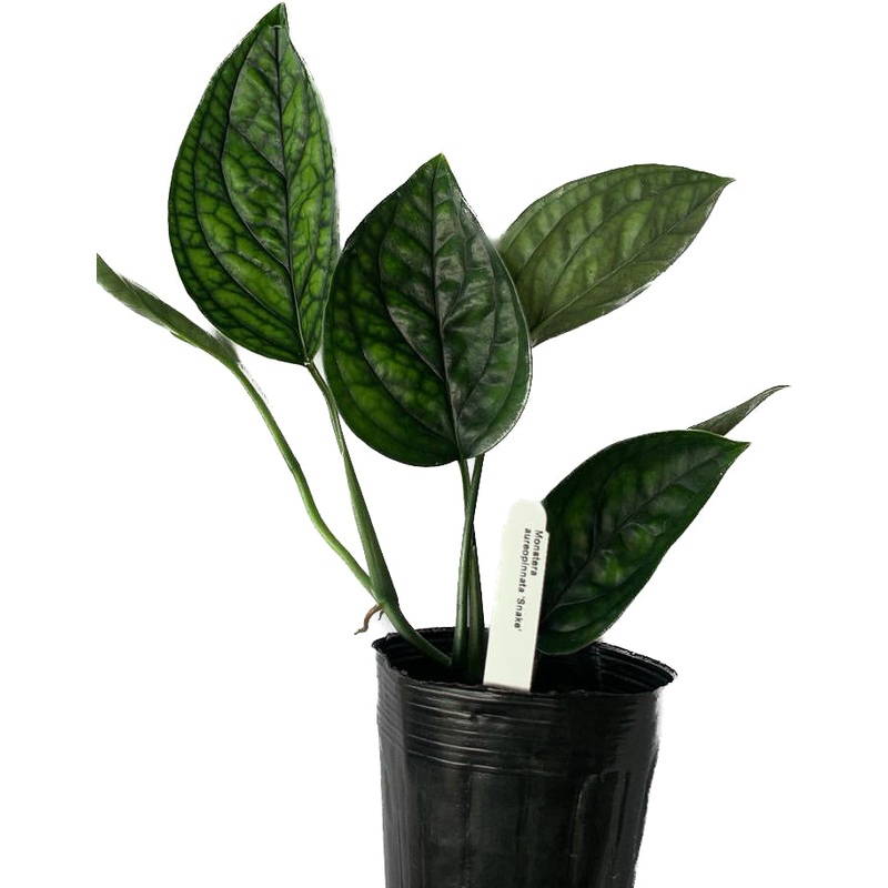 Monstera aureopinnata ‘Snake’