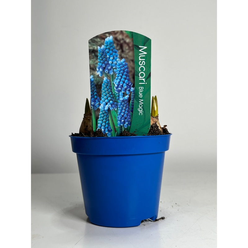 Muscari Blue Magic|9cm