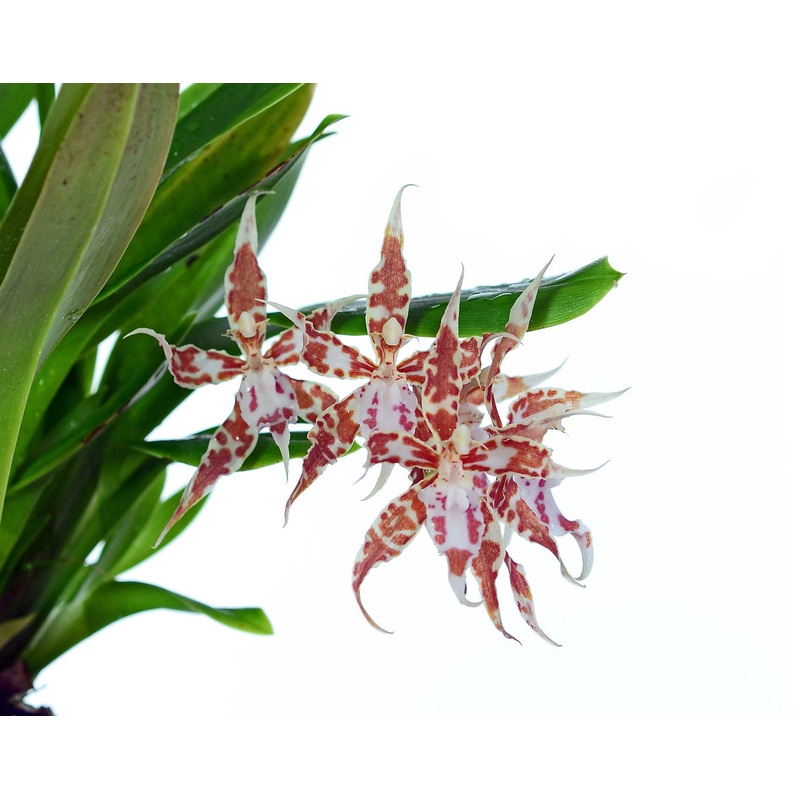 Oncidium crocidipterum