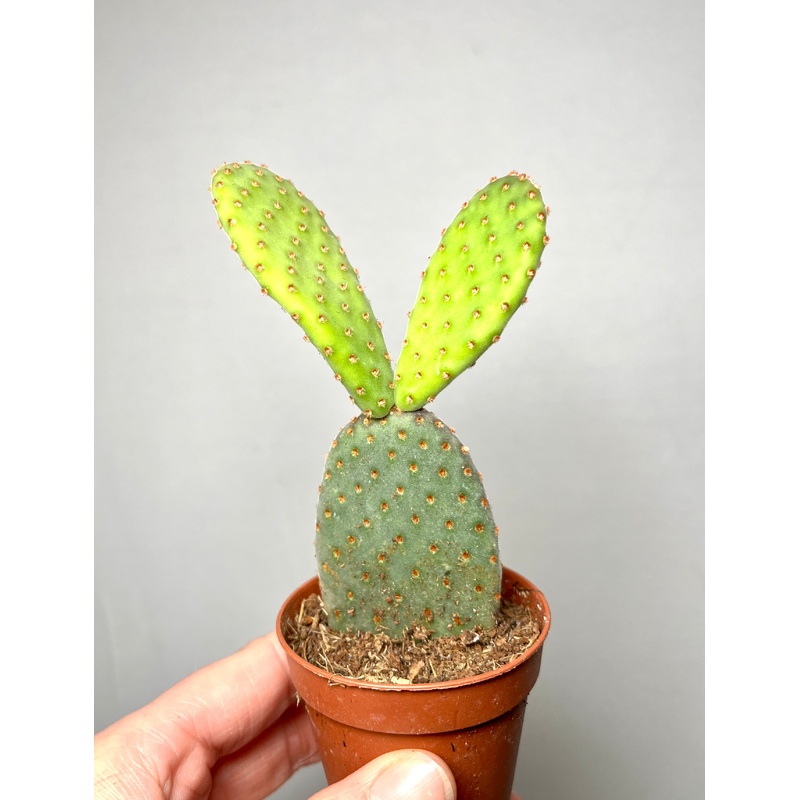 Opuntia Microdasis Rufida- bunny ear cactus