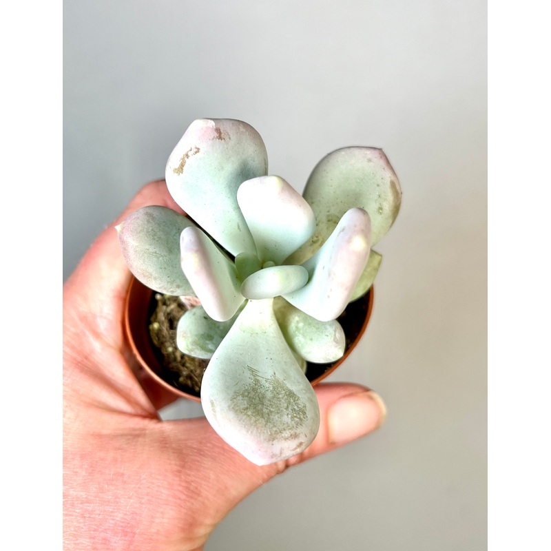 Pachyphytum Oviferum – Moonstones