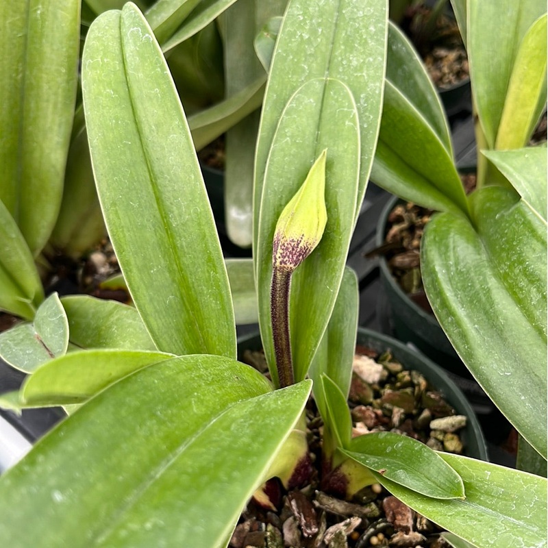 Paphiopedilum spp