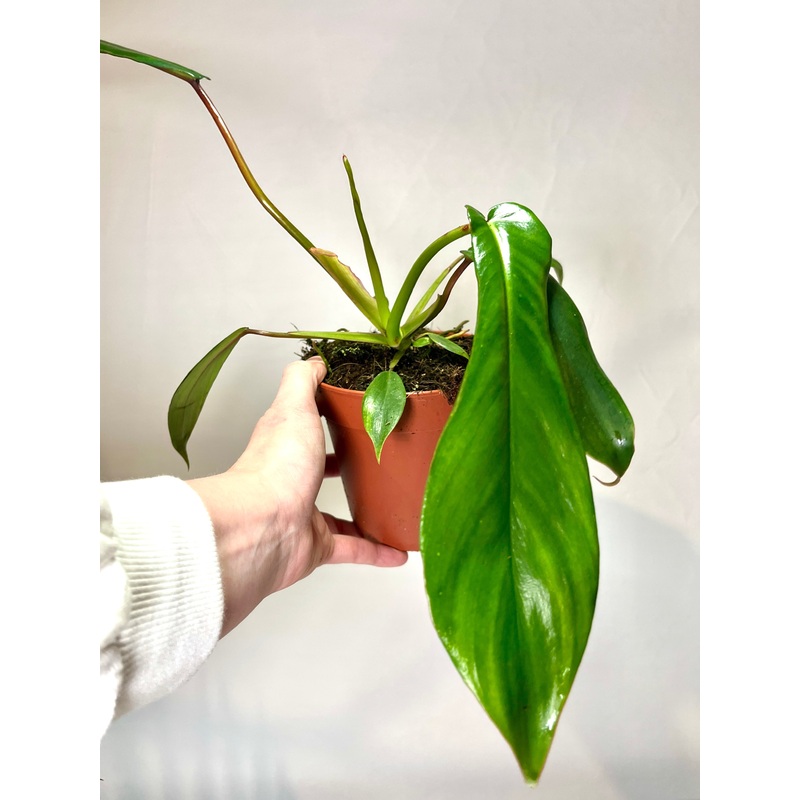 Philodendron Joepie|12 X 30|12 cm hang