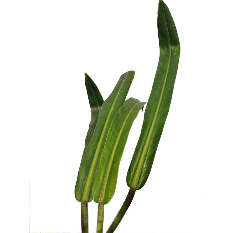 Philodendron pendulatum