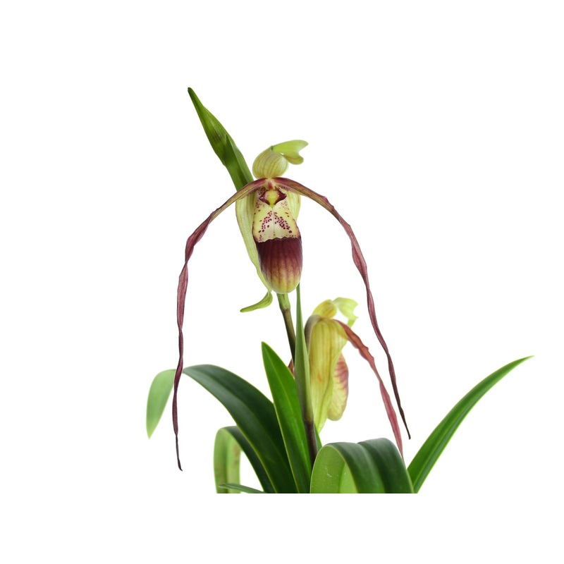 Phragmipedium QF Lee