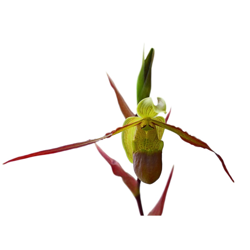 Phragmipedium Rio Mira