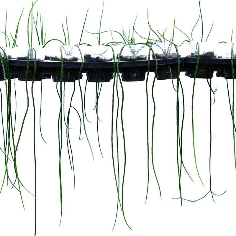 Rhipsalis baccifera
