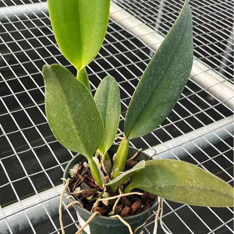 Rhyncholaeliocattleya Andacocha
