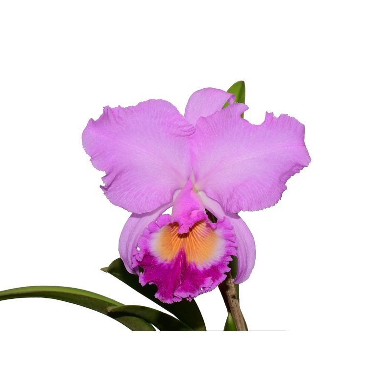 Rhyncholaeliocattleya Carioca Girl