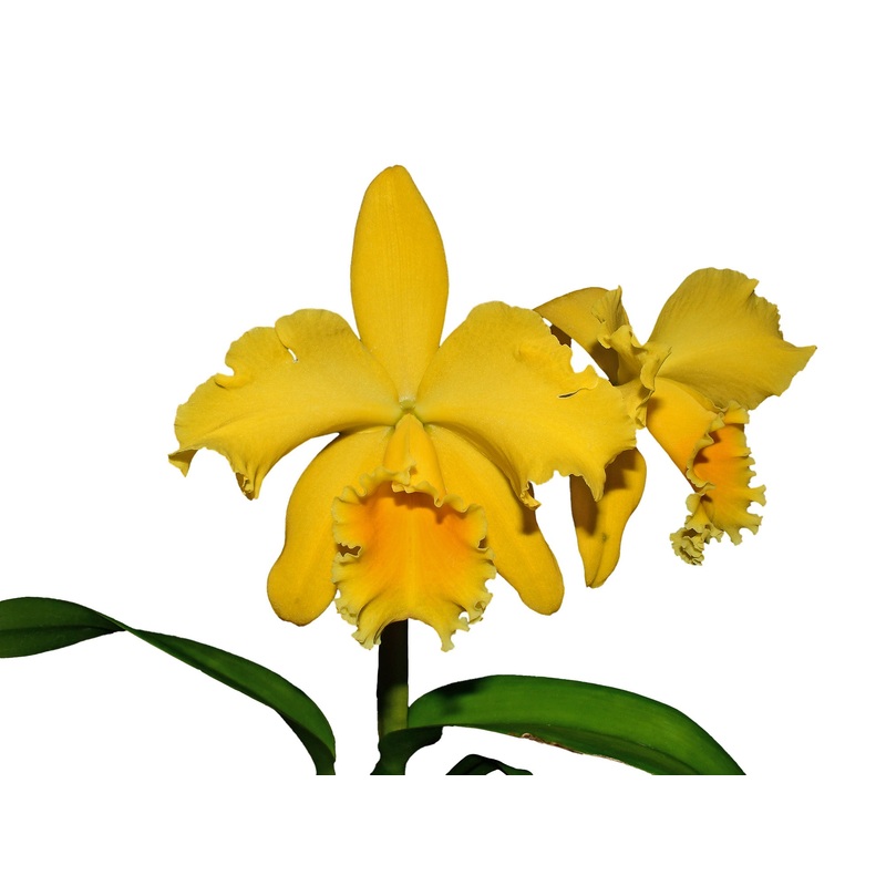 Rhyncholaeliocattleya Gladys Eljuri