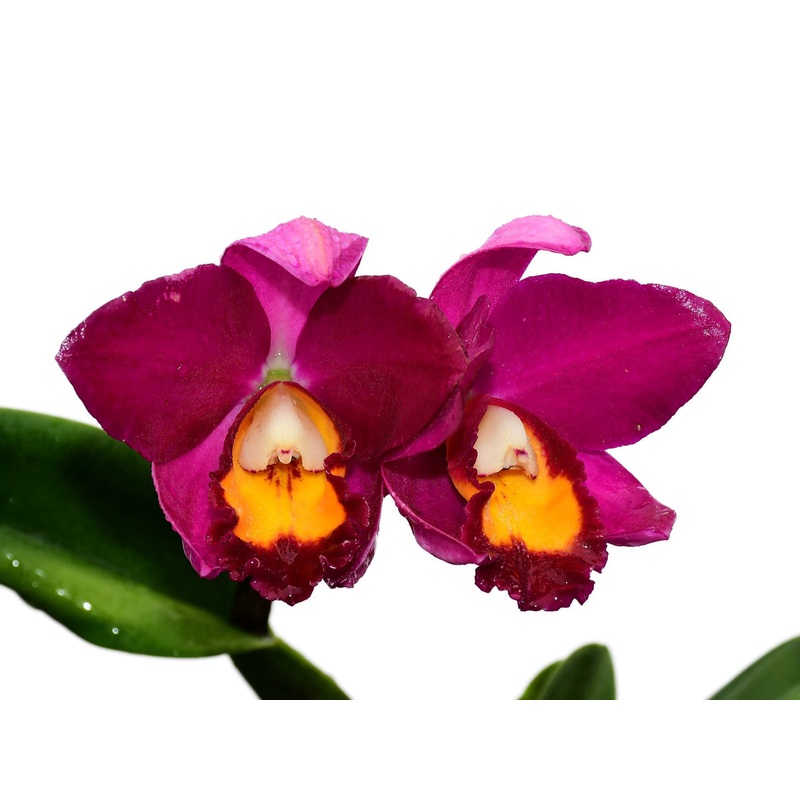 Rhyncholaeliocattleya Hawaiian Prominence America