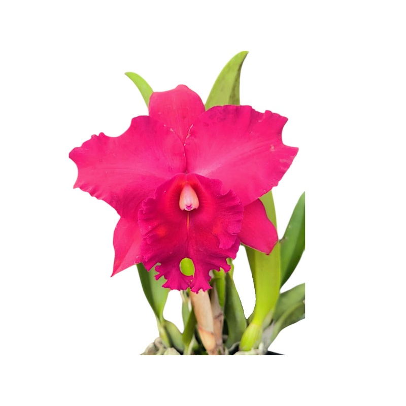 Rhyncholaeliocattleya Joya Rosada