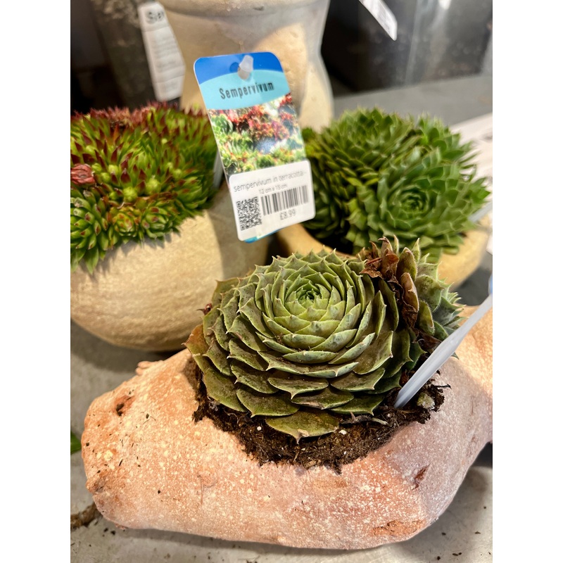 Sempervivum in terracotta – Hens and Chicks