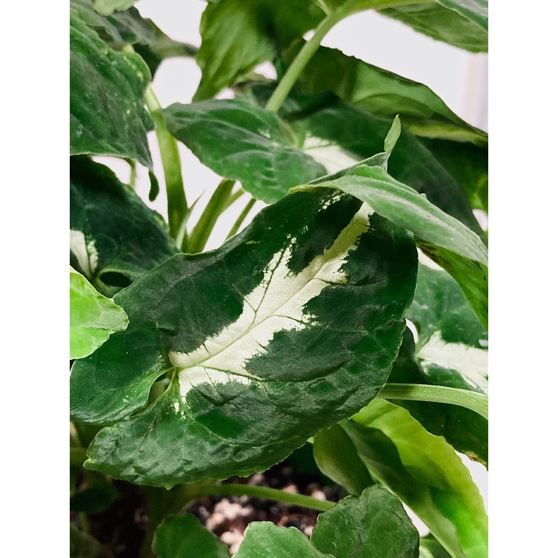 Syngonium Wendlandii|12 cm