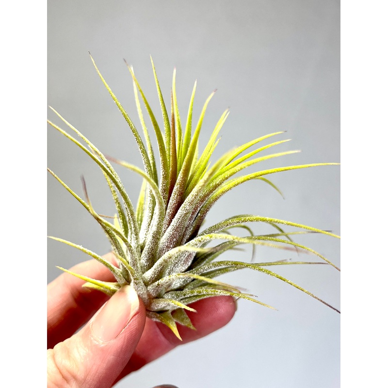 Tillandsia ionantha  Air Plant