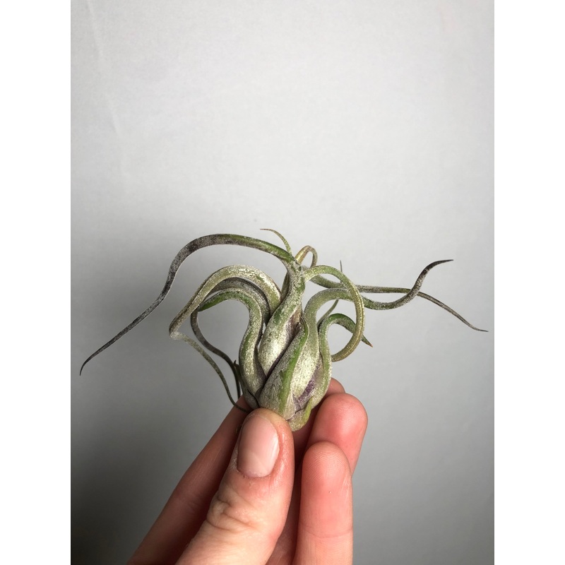 Tillandsia Medusa|6cm