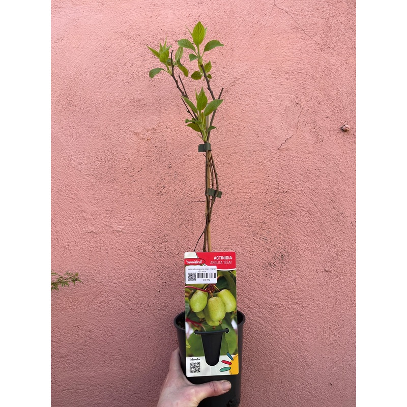Actinidia Arguta Issai – Hardy Kiwi