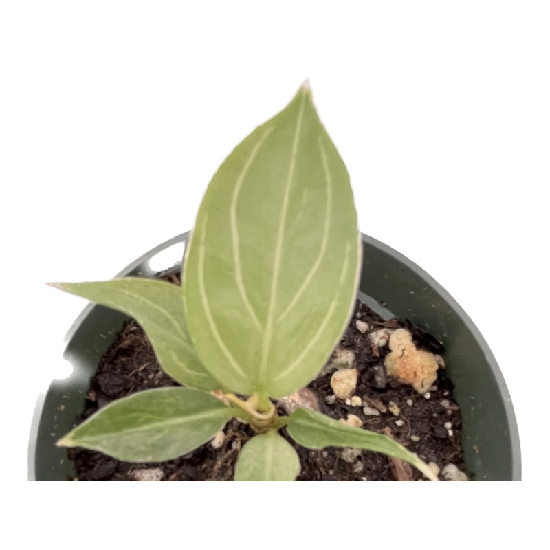 Aglaonema Cabotine Rose