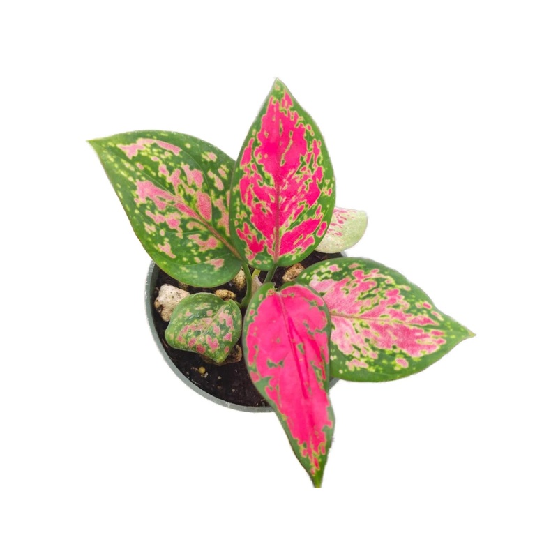 Aglaonema Hongyan